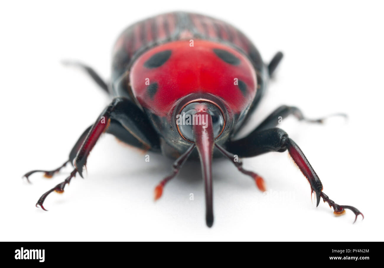 Femmina rosso curculione palm, Rhynchophorus ferrugineus, 3 settimane di età, di fronte a uno sfondo bianco Foto Stock