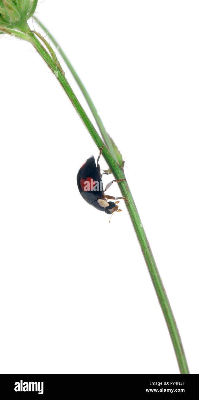 Asian lady beetle, o coccinella giapponese o l'Arlecchino coccinella, Harmonia axyridis, su impianto di fronte a uno sfondo bianco Foto Stock