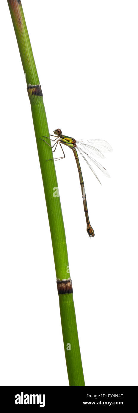 Willow Damselfly Smeraldo o il Western Willow Spreadwing, Lestes viridis, sul gambo di pianta di fronte a uno sfondo bianco Foto Stock