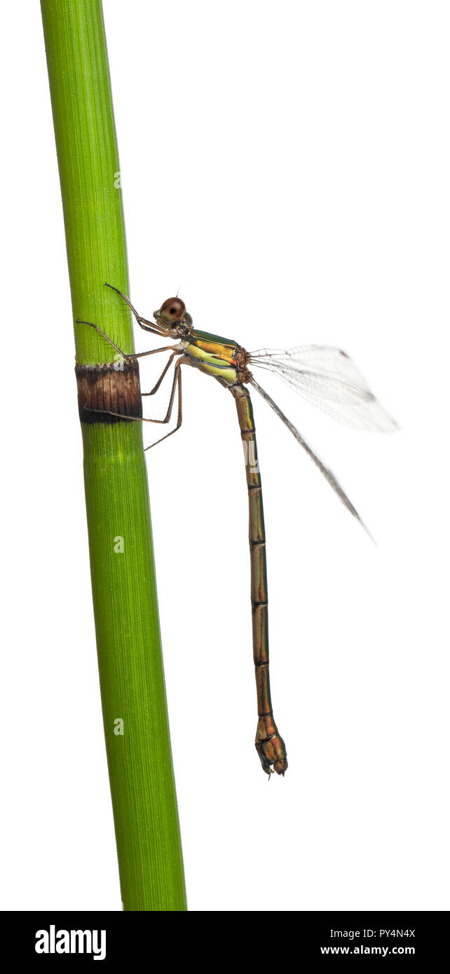 Willow Damselfly Smeraldo o il Western Willow Spreadwing, Lestes viridis, sul gambo di pianta di fronte a uno sfondo bianco Foto Stock
