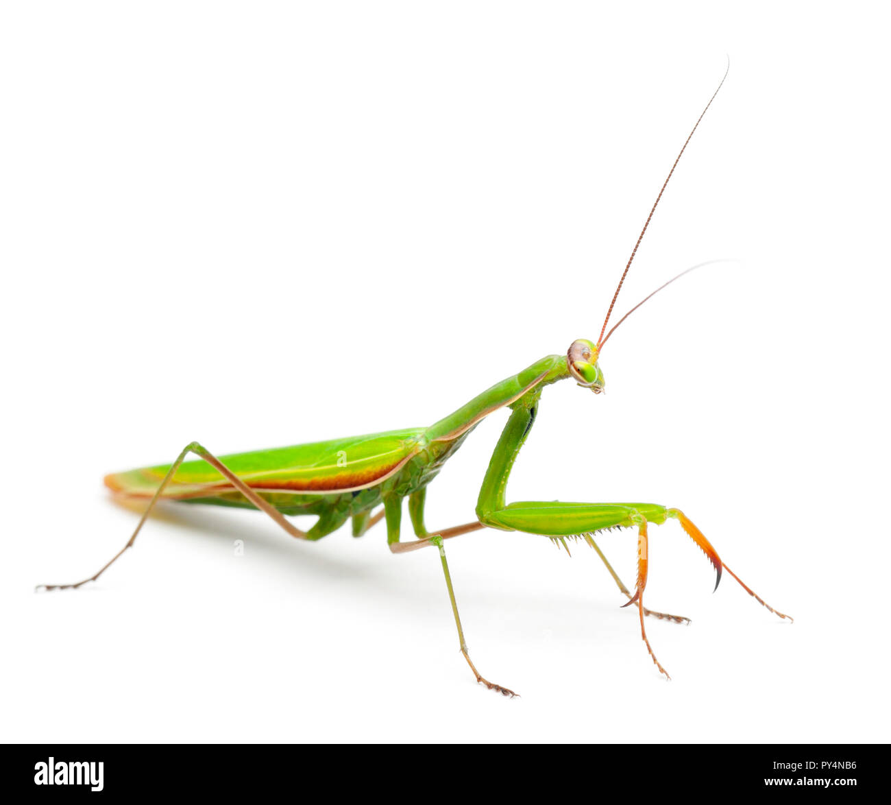 Europeo femminile Mantis o Mantide Religiosa mantide religiosa, di fronte a uno sfondo bianco Foto Stock