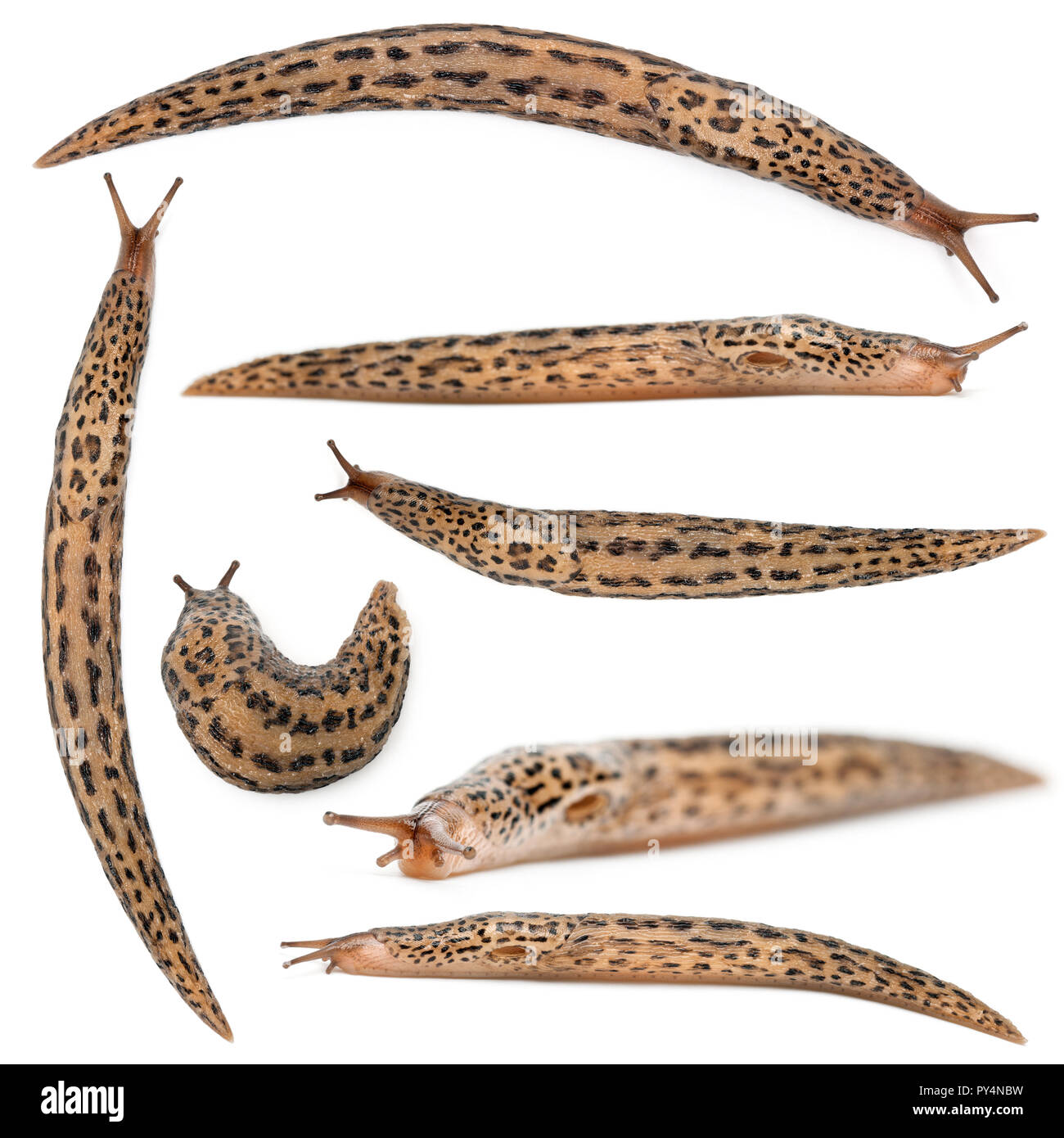 Leopard slug - Limax maximus, di fronte a uno sfondo bianco Foto Stock