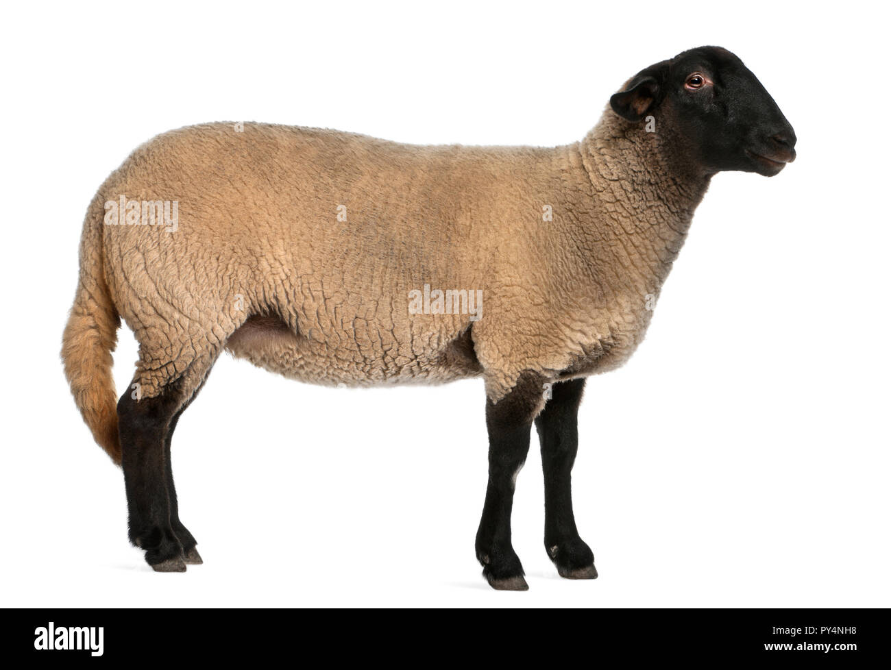 Femmina pecore Suffolk, Ovis aries, 2 anni, in piedi di fronte a uno sfondo bianco Foto Stock