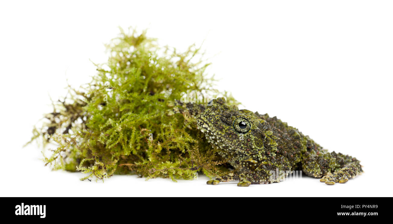 Rana di muschio accanto a Moss, Theloderma corticale, noto anche come un vietnamita Mossy rana o Tonkin bug-eyed Frog, ritratto contro uno sfondo bianco Foto Stock