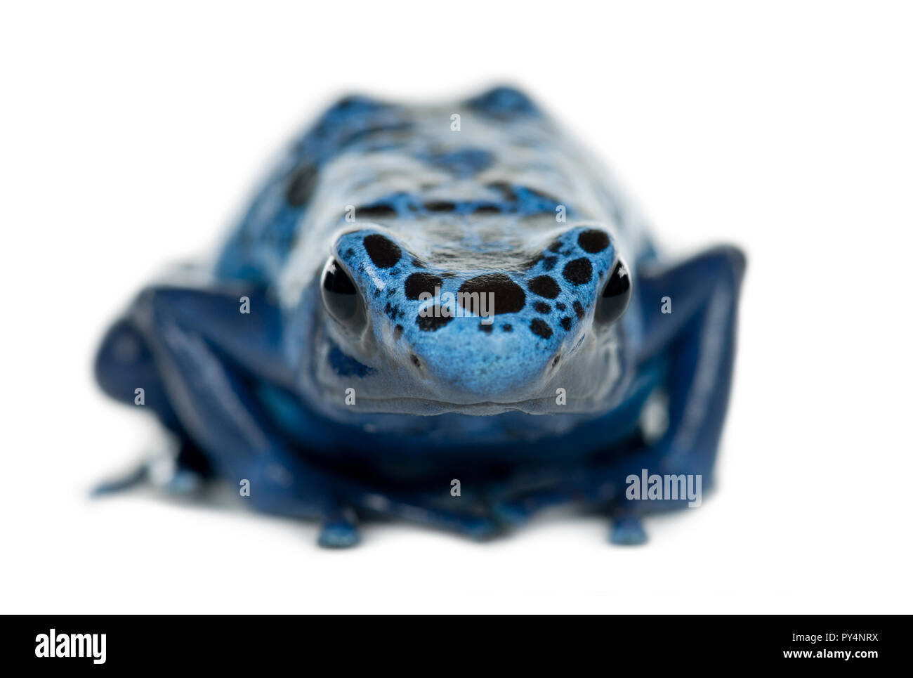 Blu e nero Poison Dart Frog, Dendrobates azureus, ritratto contro uno sfondo bianco Foto Stock