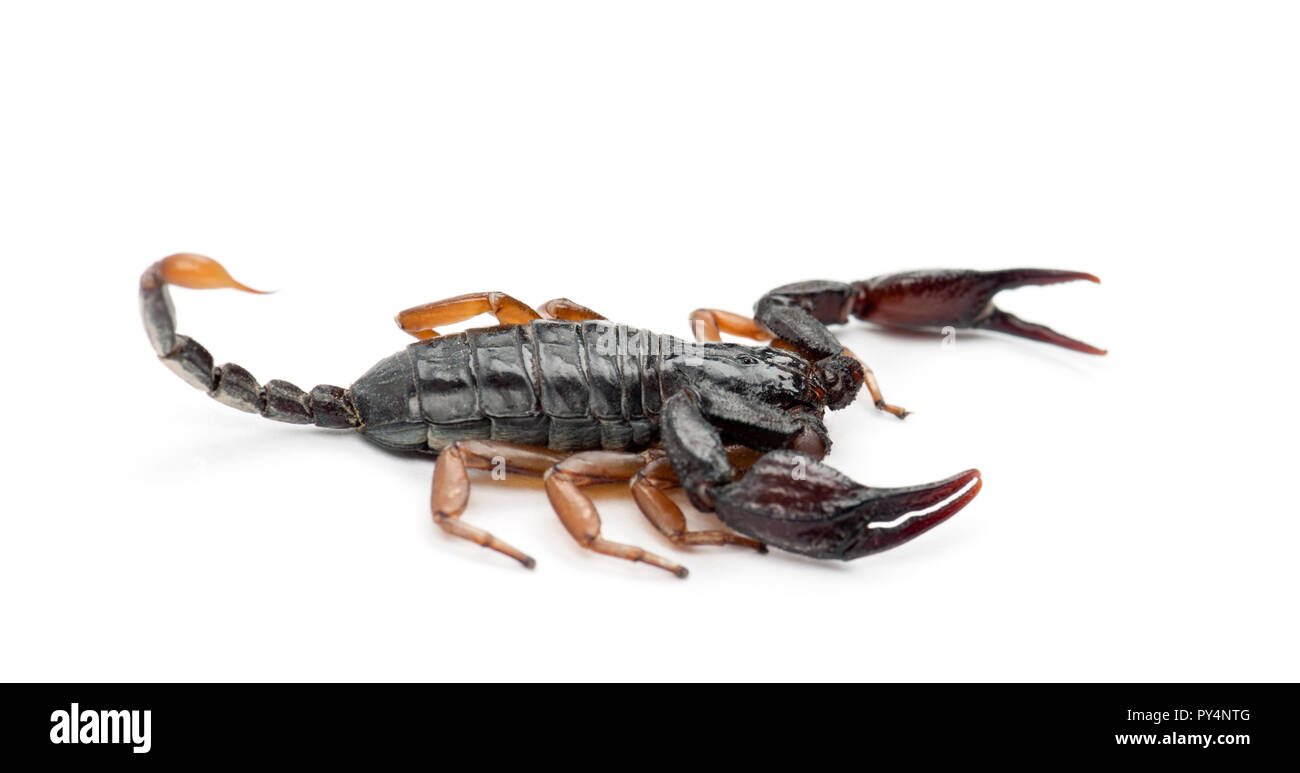 Unione Yellow-Tailed Scorpione Euscorpius flavicaudis, contro uno sfondo bianco Foto Stock