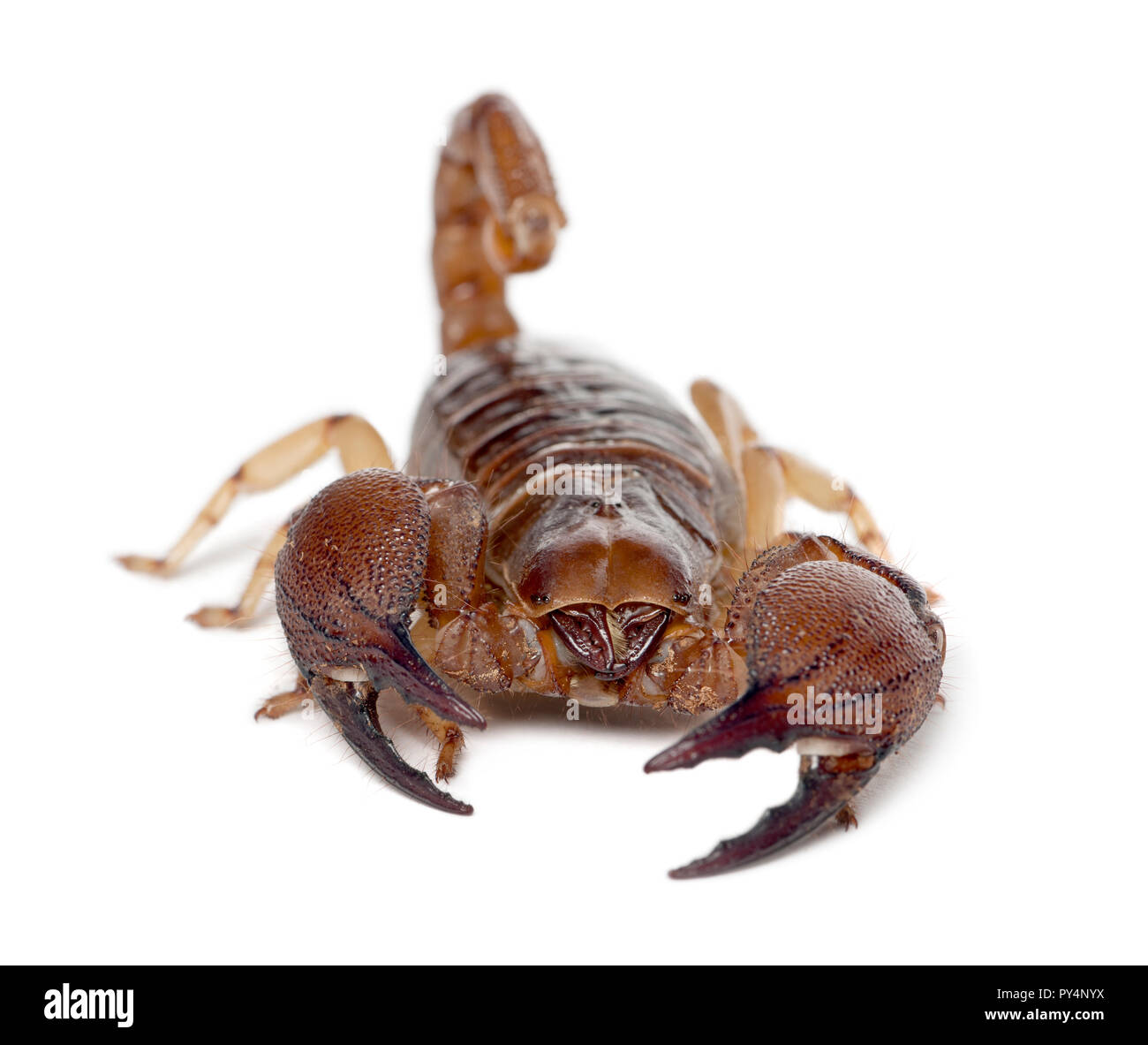 Shiny scavando Scorpion o zampe gialle Creeping Scorpion, Opistophthalmus glabrifrons, contro uno sfondo bianco Foto Stock