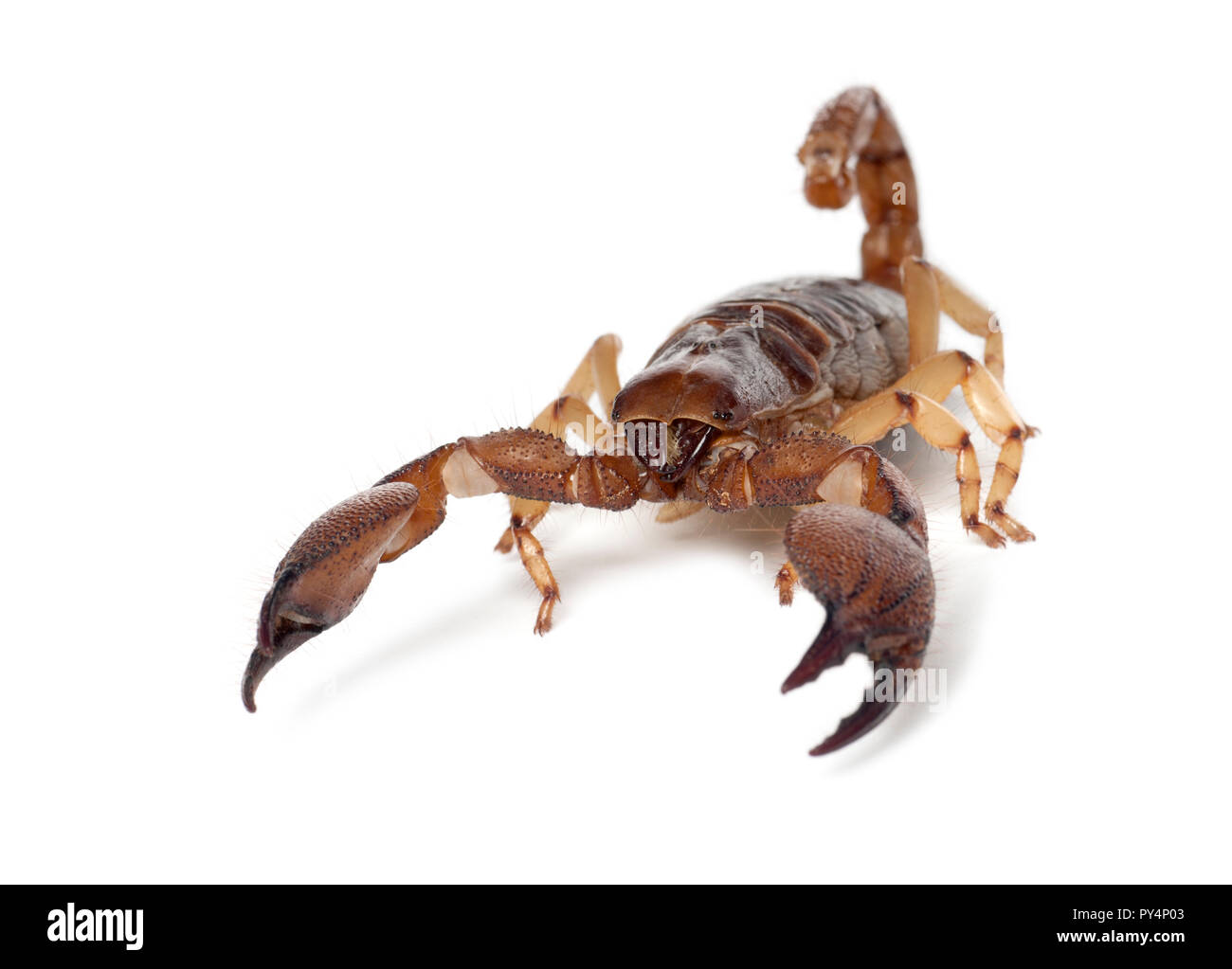 Shiny scavando Scorpion o zampe gialle Creeping Scorpion, Opistophthalmus glabrifrons, contro uno sfondo bianco Foto Stock