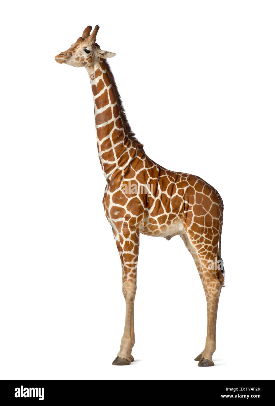 Giraffa somala, comunemente noto come giraffe reticolate, Giraffa camelopardalis reticulata, 2 anni e mezzo in piedi contro uno sfondo bianco Foto Stock