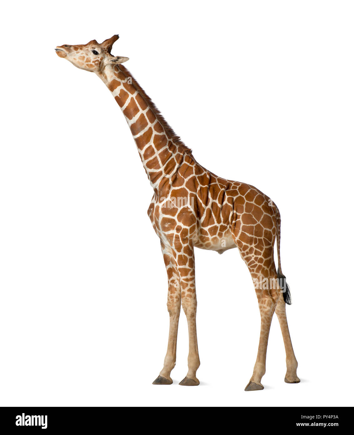 Giraffa somala, comunemente noto come giraffe reticolate, Giraffa camelopardalis reticulata, 2 anni e mezzo in piedi contro uno sfondo bianco Foto Stock