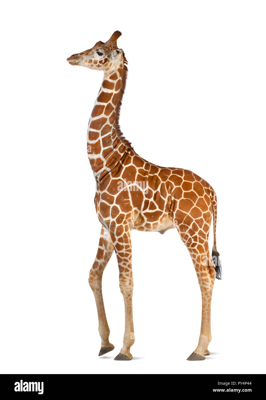 Giraffa somala, comunemente noto come giraffe reticolate, Giraffa camelopardalis reticulata, 2 anni e mezzo a piedi contro uno sfondo bianco Foto Stock