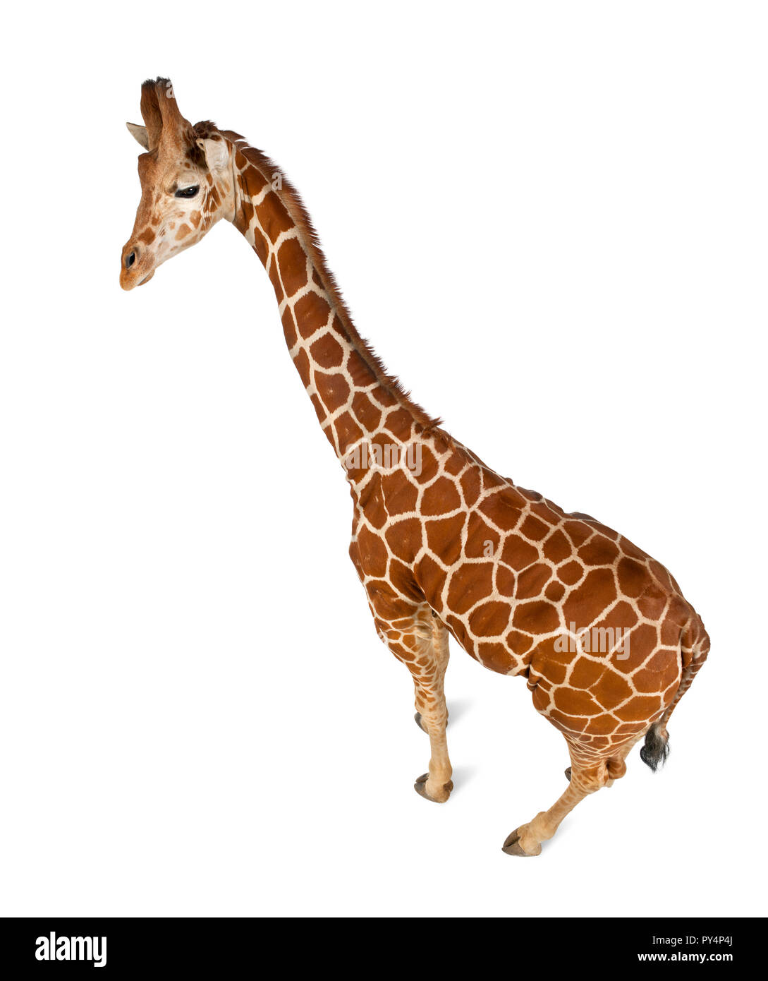 Angolo di Alta Vista della giraffa somala, comunemente noto come giraffe reticolate, Giraffa camelopardalis reticulata, 2 anni e mezzo in piedi contro w Foto Stock