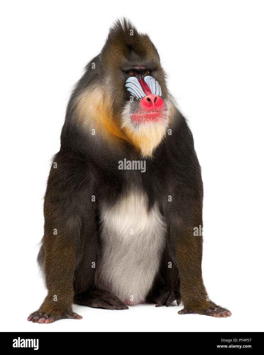 Mandrill, Mandrillus Sphinx, 22 anni, primate della scimmia del Vecchio Mondo famiglia contro uno sfondo bianco Foto Stock