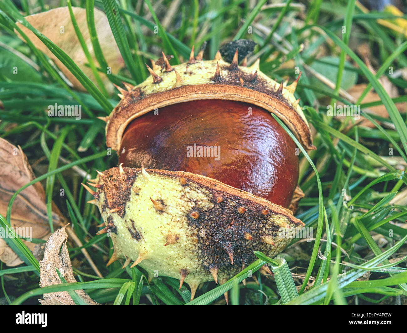 Dolce di castagne caduti nascosti in erba. Simbolo dell'autunno. Le castagne di erba in una foresta di autunno Foto Stock