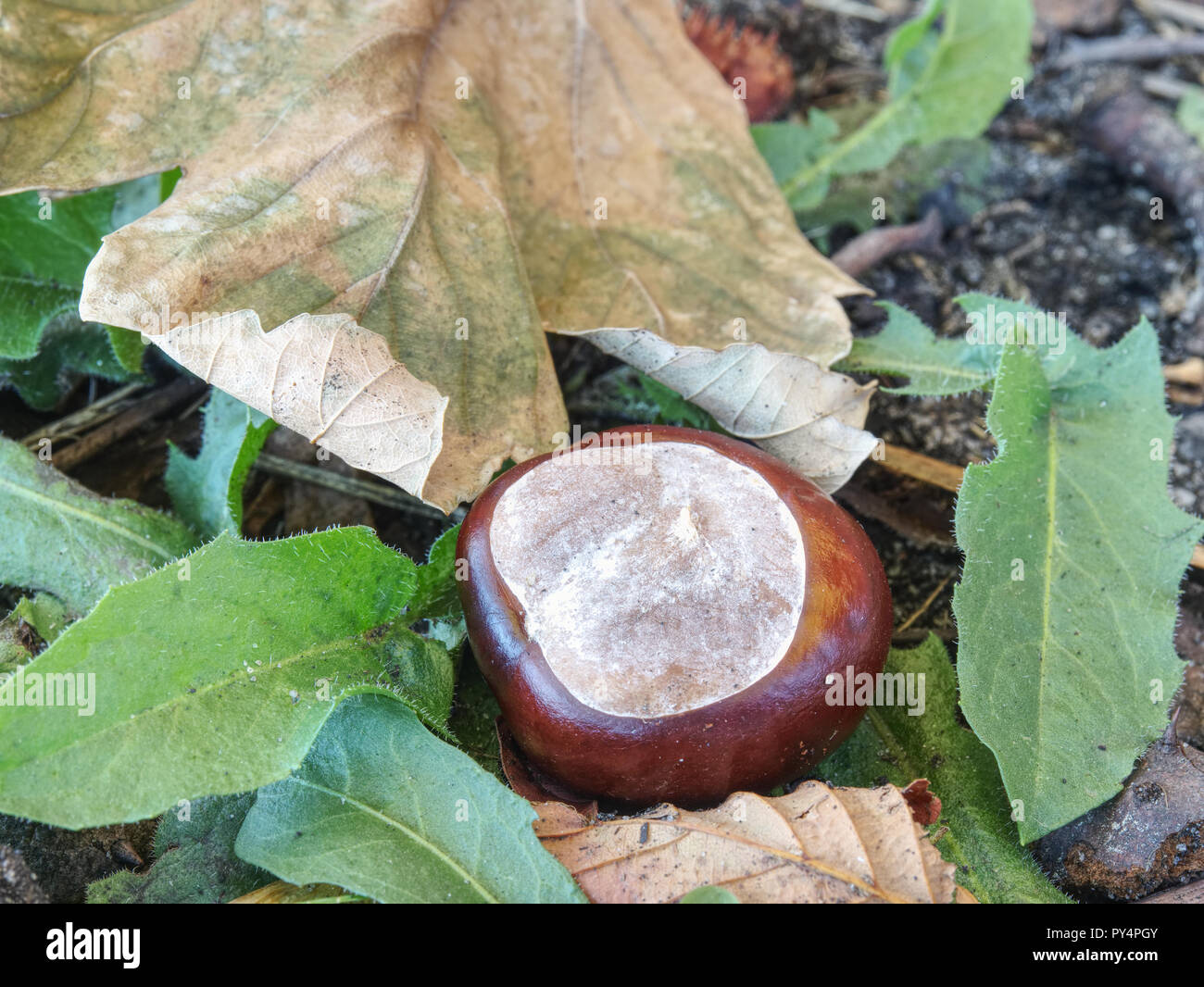 Natura autunnale. Aprire pungenti bucce di castagne caduti sulla terra di erba. Foto Stock