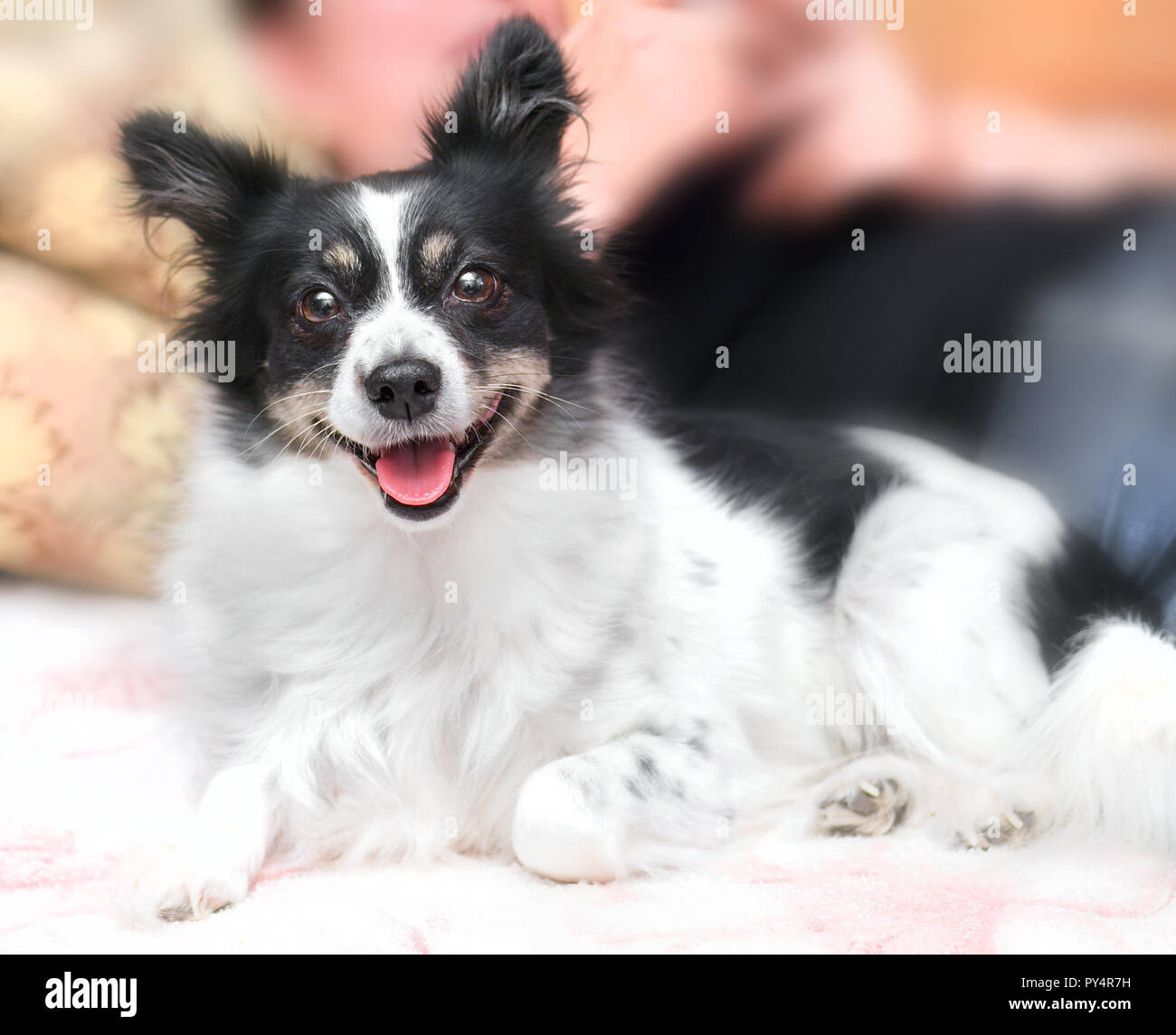 Bianco e nero doggy con occhi marroni felicemente guarda Foto Stock