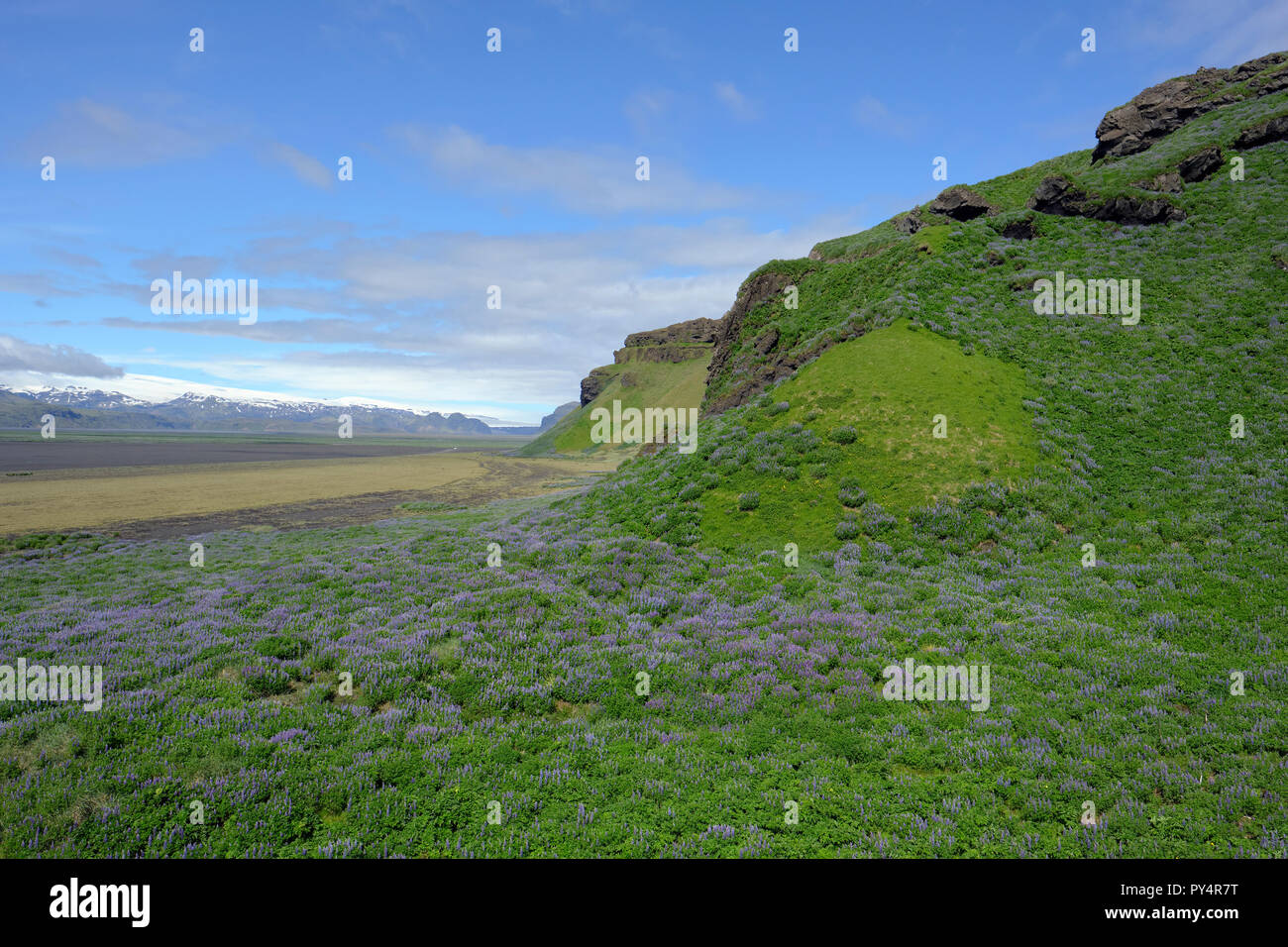 Hjörleifshöfði mountain e il dilavamento Mýrdalssandur paesaggio di pianura e di flora est di Vík í Mýrdal in Islanda. Foto Stock