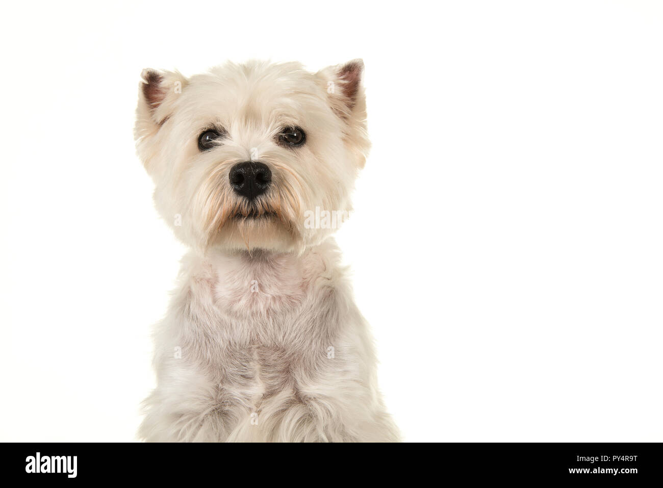 Ritratto di un West Highland White Terrier o westie cane guardando la telecamera su uno sfondo bianco Foto Stock