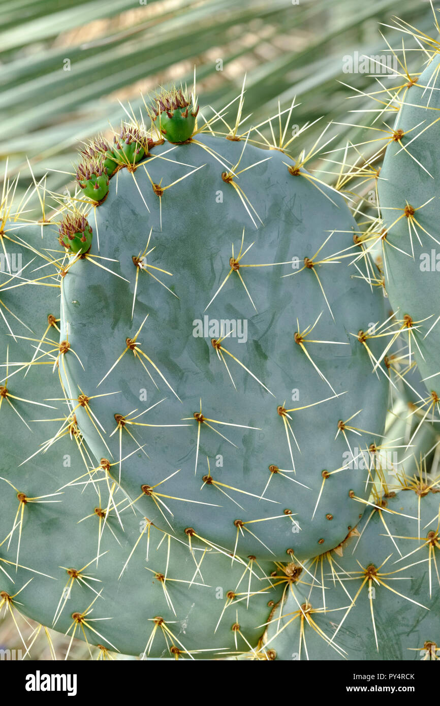 Close-up di dorso ricoperto i segmenti di fusto con cinque immaturi di fichidindia (Opuntia robusta) Foto Stock