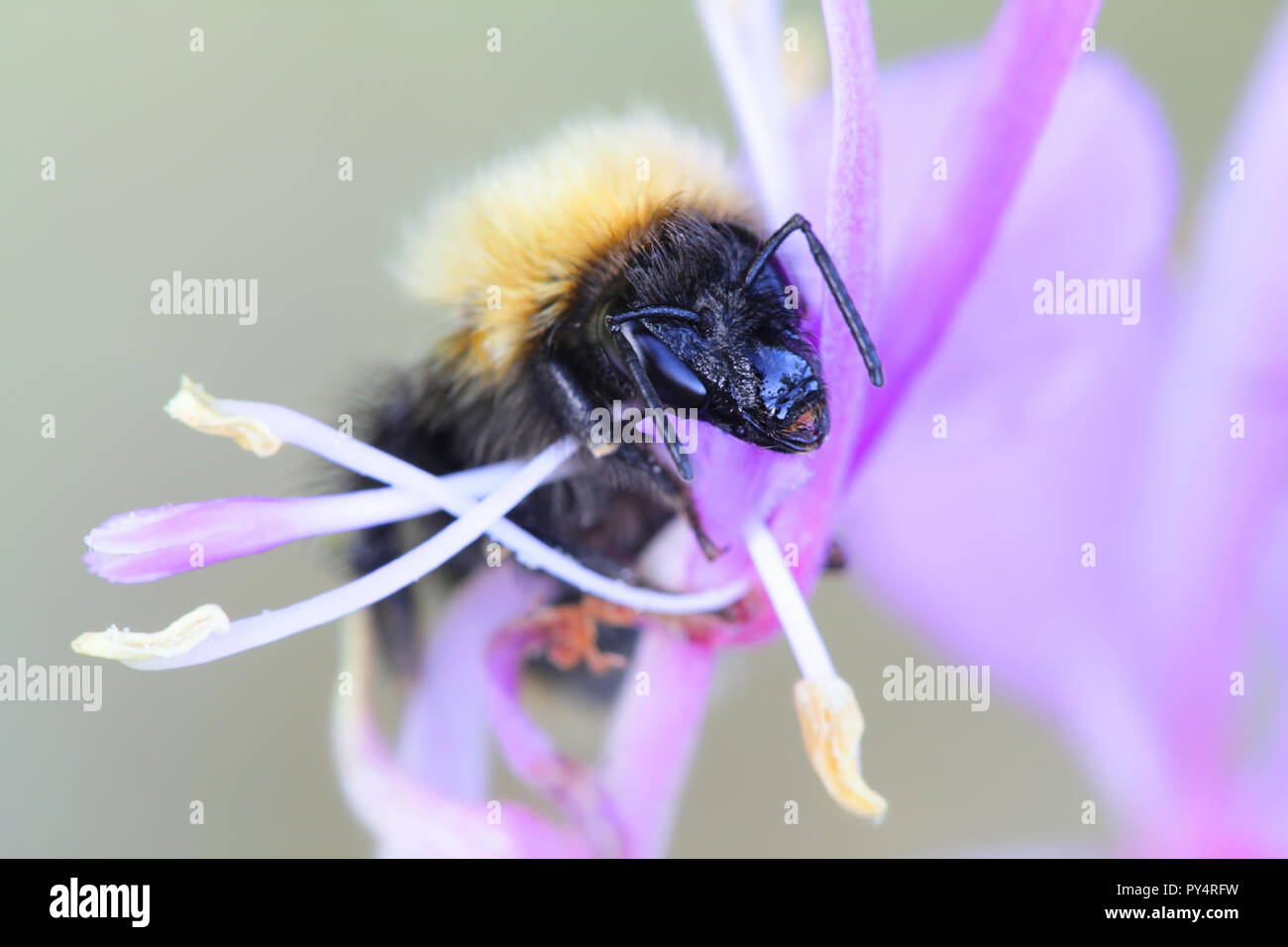 White-tailed bumblebee Foto Stock