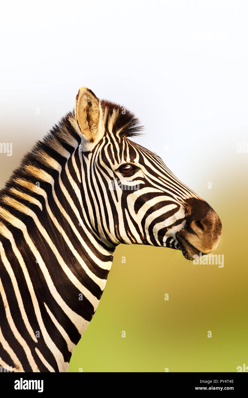 Ritratto di Zebra in morbida luce del sole dorato con una postura eretta. Equus quagga. Parco Nazionale di Kruger Foto Stock