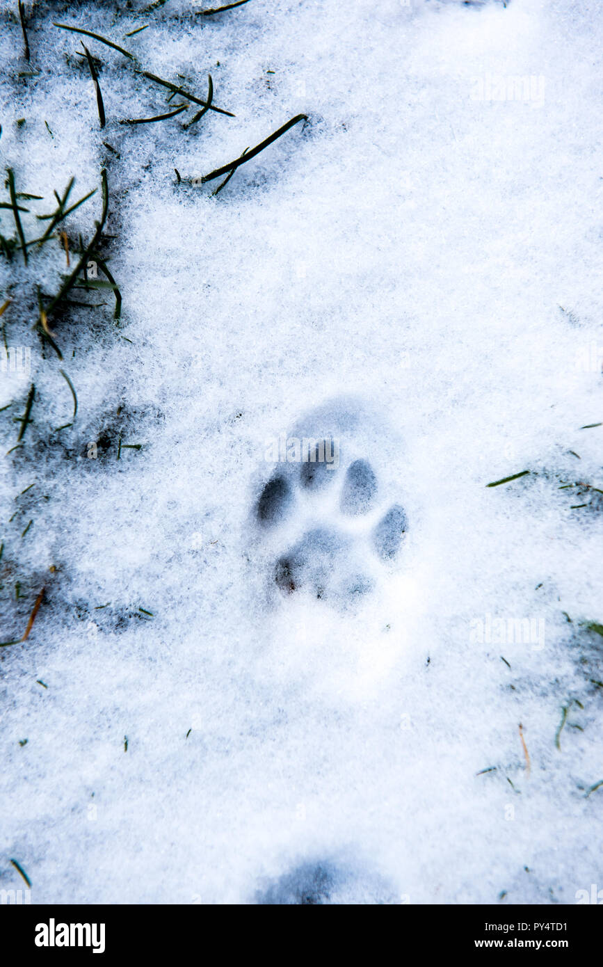 Tracce di gatto in piedi nella neve Foto Stock