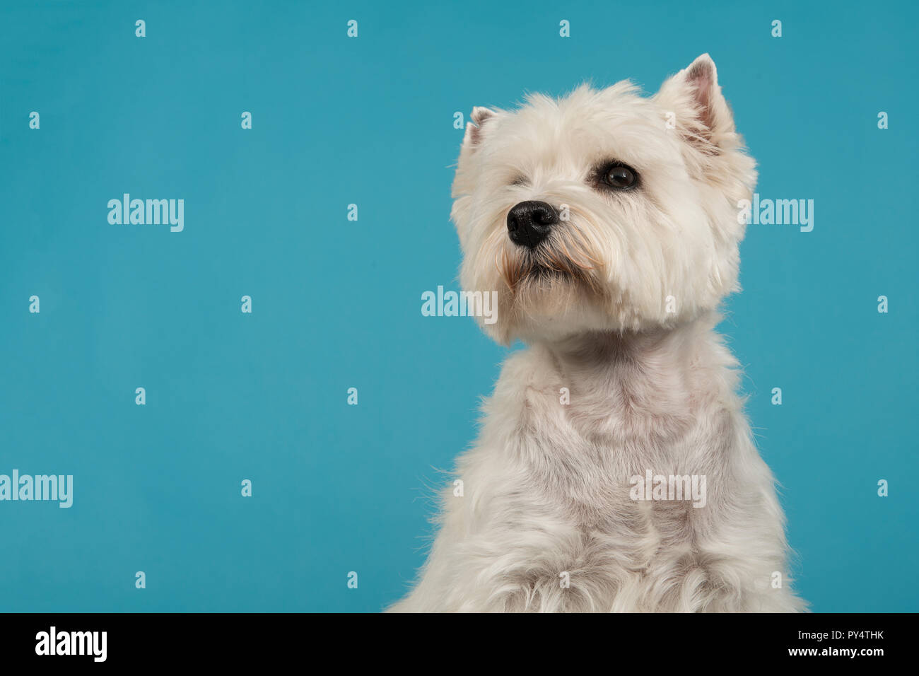 Ritratto di un West Highland White Terrier o westie cane cercando su uno sfondo blu Foto Stock