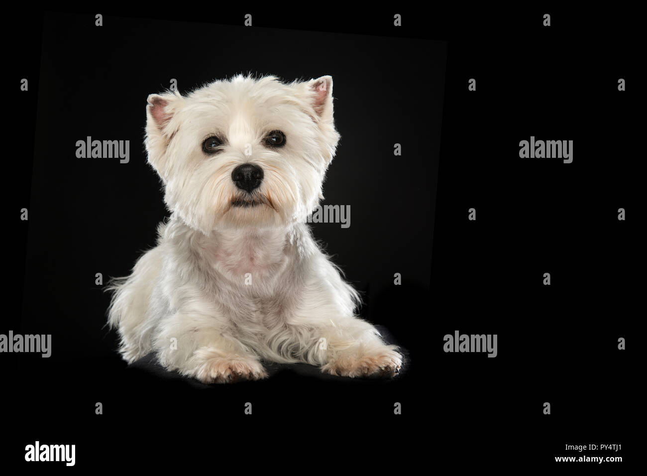 West Highland White Terrier o westie cane guardando la telecamera sdraiato su un sfondo nero Foto Stock