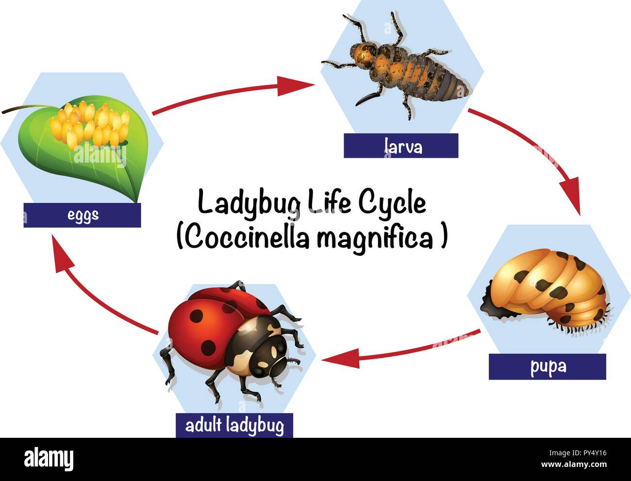 Una coccinella vita illustrazione del ciclo Illustrazione Vettoriale