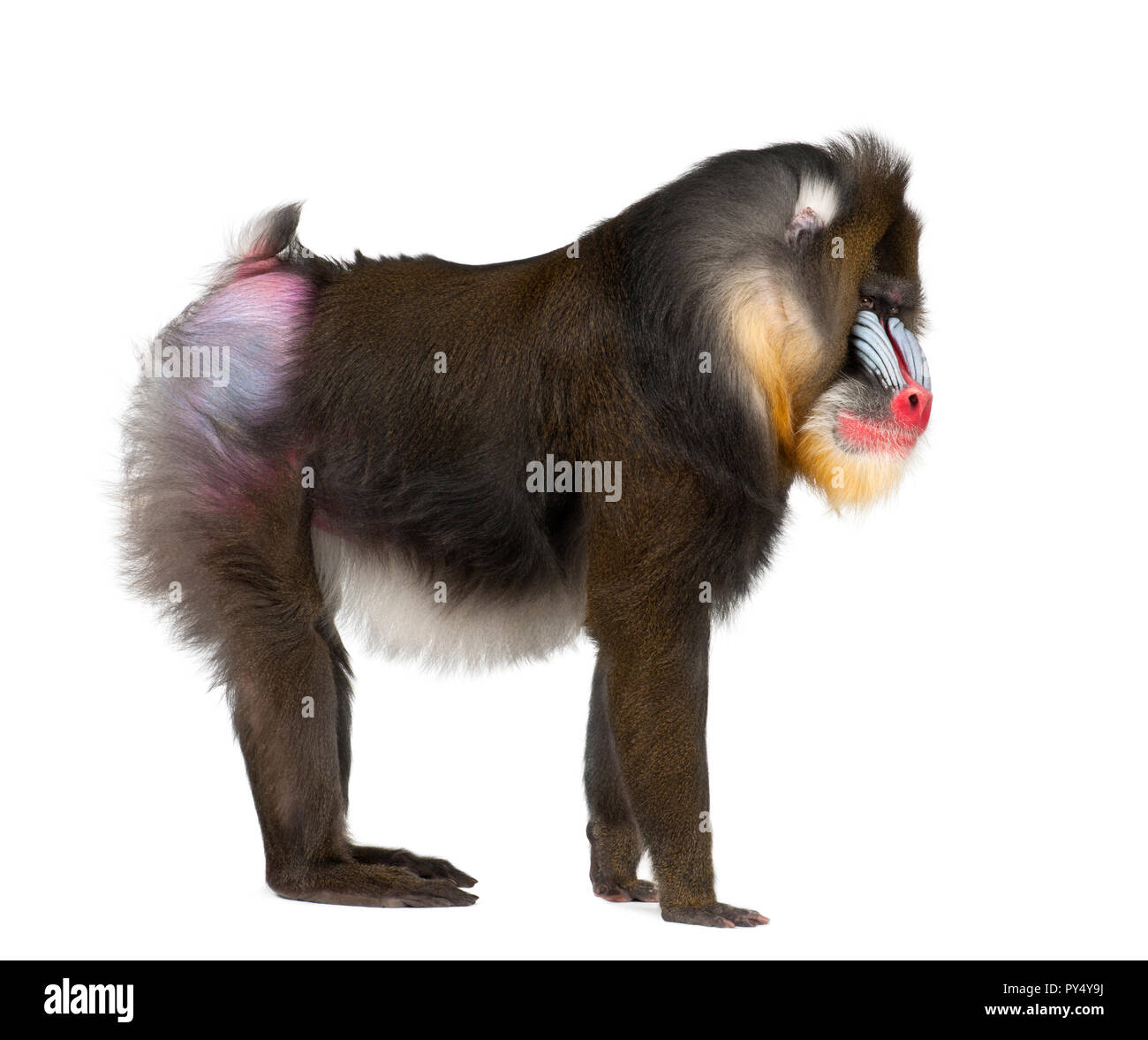 Mandrill, Mandrillus Sphinx, 22 anni, primate della scimmia del Vecchio Mondo famiglia contro uno sfondo bianco Foto Stock