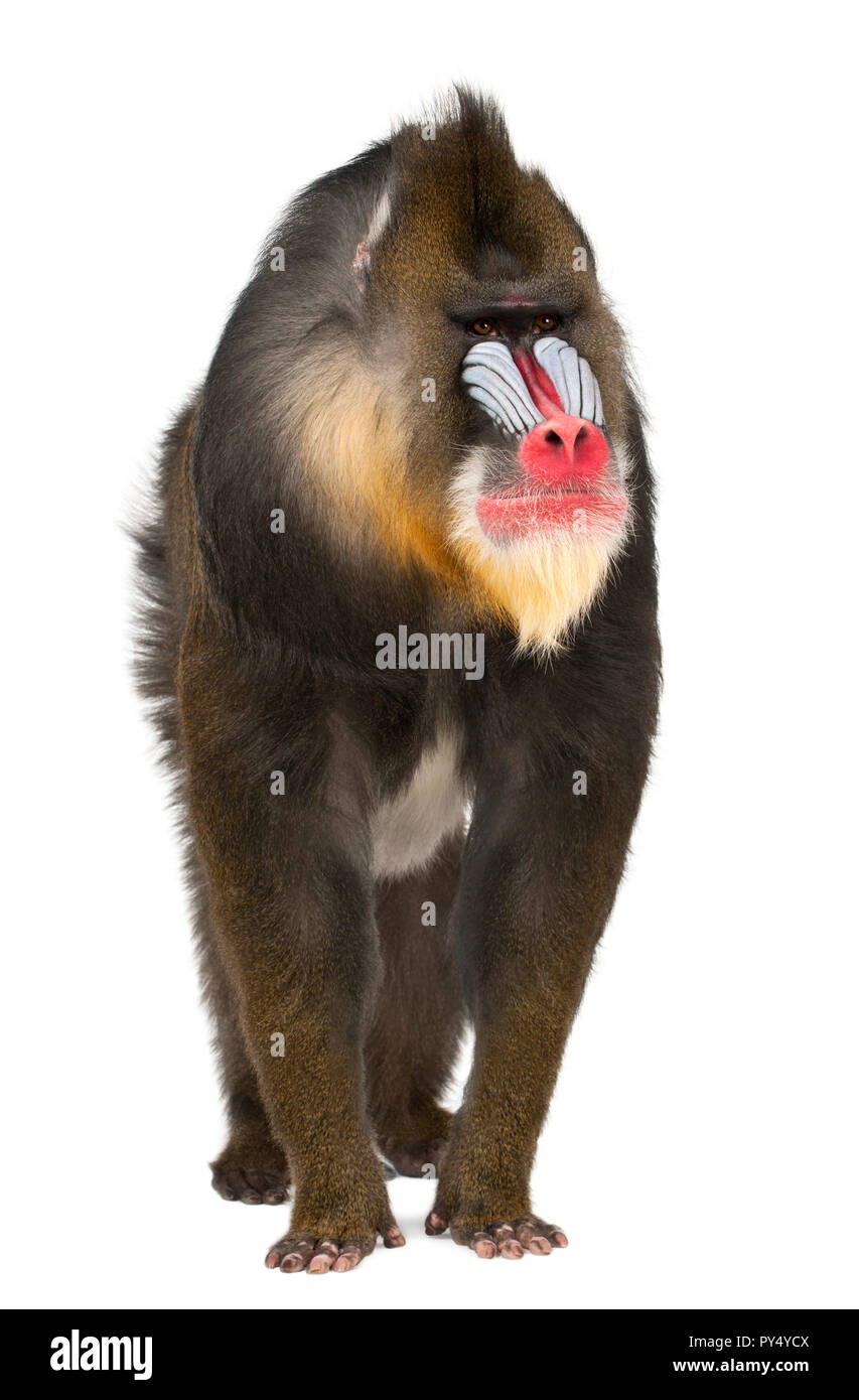 Mandrill, Mandrillus Sphinx, 22 anni, primate della scimmia del Vecchio Mondo famiglia contro uno sfondo bianco Foto Stock