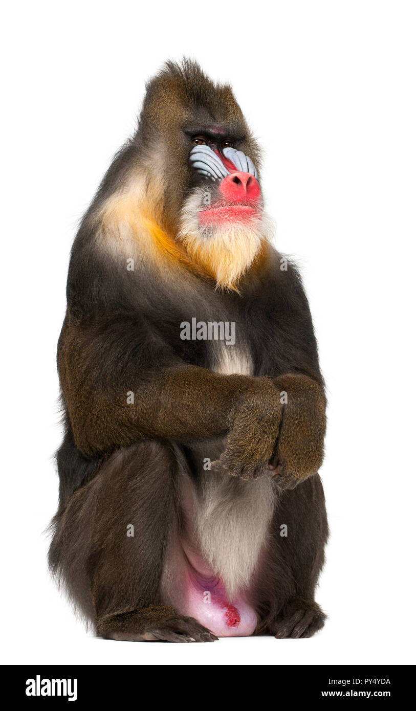 Ritratto di Mandrill seduta, Mandrillus Sphinx, 22 anni, primate della scimmia del Vecchio Mondo famiglia contro uno sfondo bianco Foto Stock