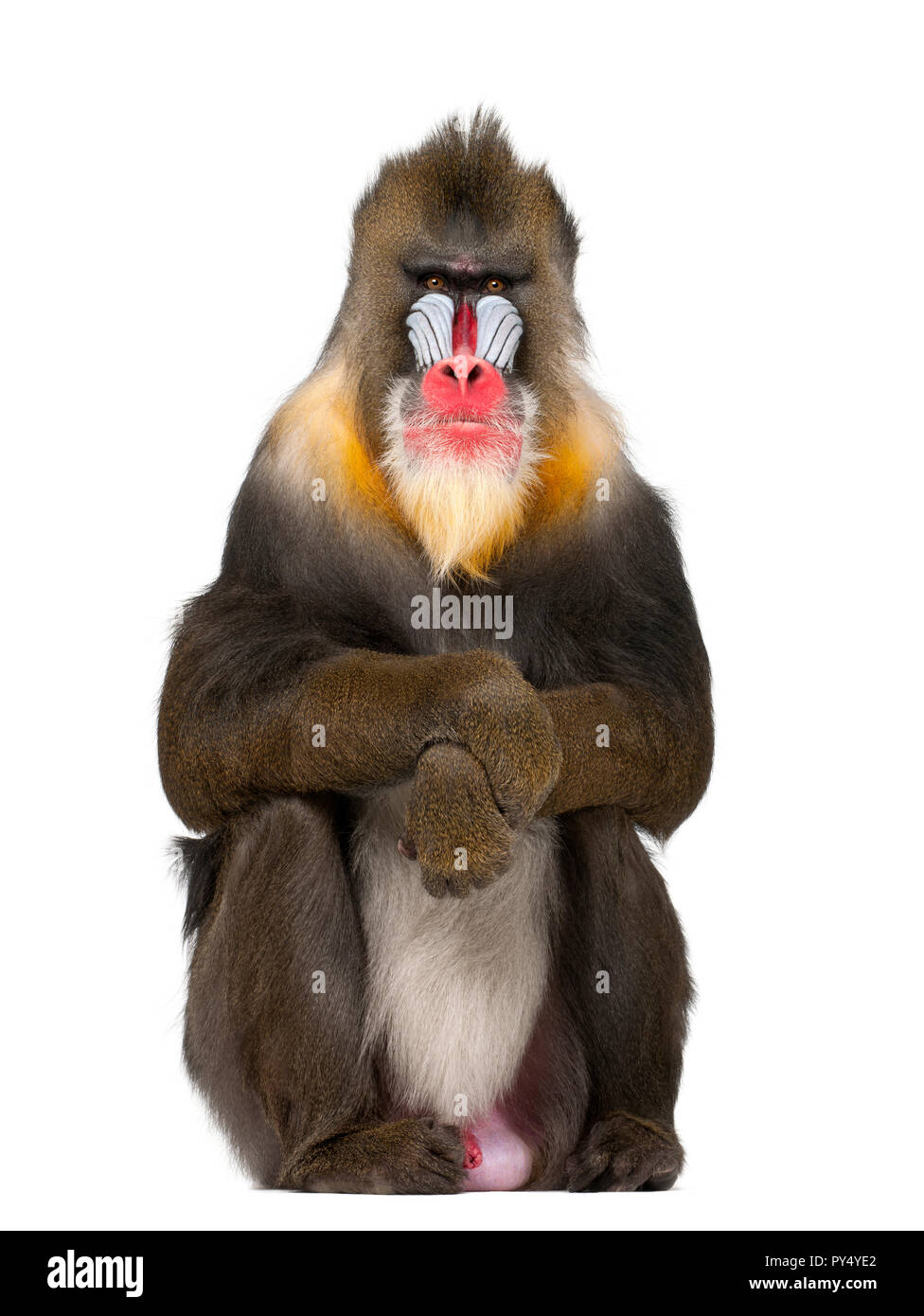 Mandrill seduta, Mandrillus Sphinx, 22 anni, primate della scimmia del Vecchio Mondo famiglia contro uno sfondo bianco Foto Stock