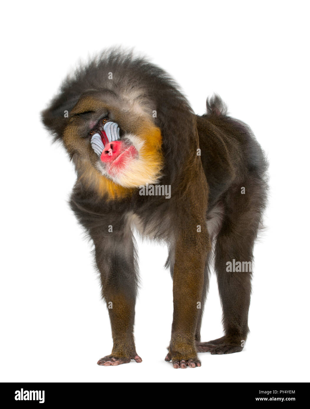 Mandrill scuotimento- Mandrillus Sphinx, 22 anni, primate della scimmia del Vecchio Mondo famiglia contro uno sfondo bianco Foto Stock