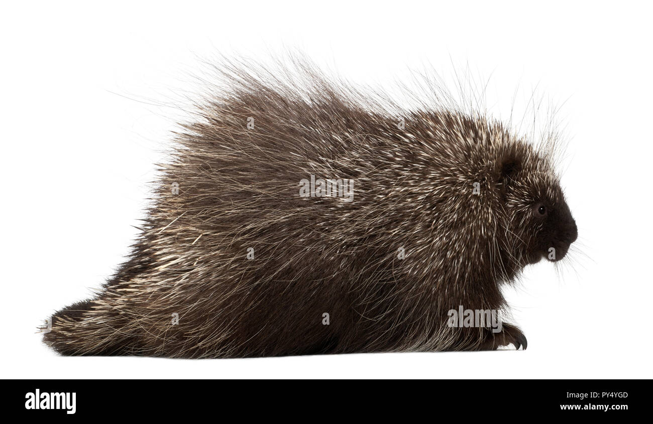 North American istrice, Erethizon dorsatum, noto anche come Canadian Porcupine o Istrice comune contro uno sfondo bianco Foto Stock