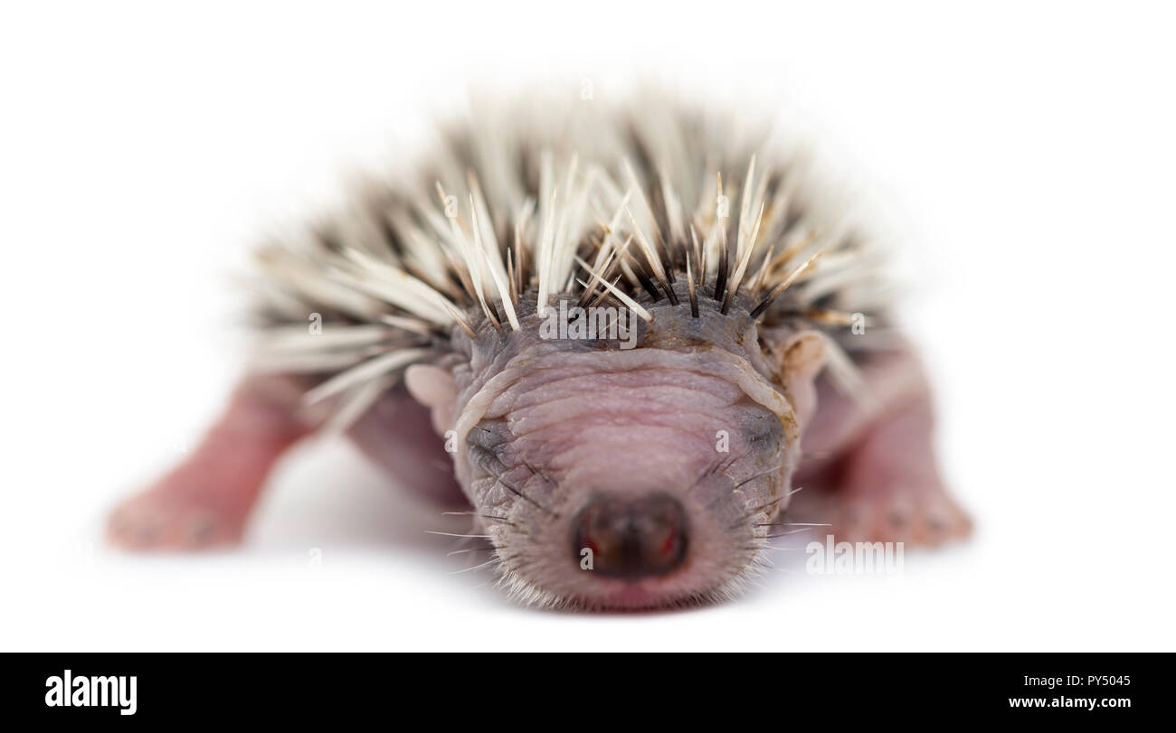 Baby Riccio, 4 giorni di età, contro uno sfondo bianco Foto Stock