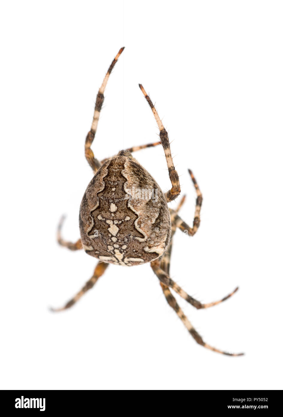 Giardino europeo, ragno Araneus diadematus, appeso alla stringa di seta contro uno sfondo bianco Foto Stock
