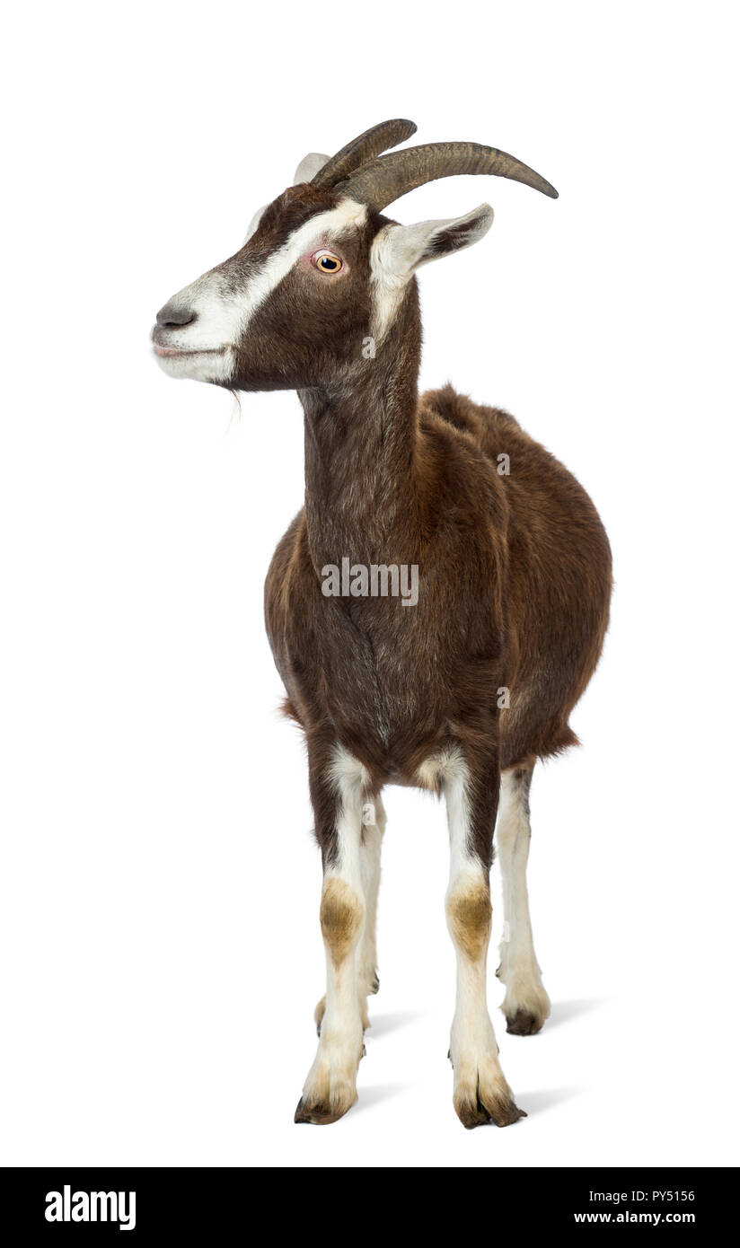 Toggenburg capra guardando a sinistra contro uno sfondo bianco Foto Stock