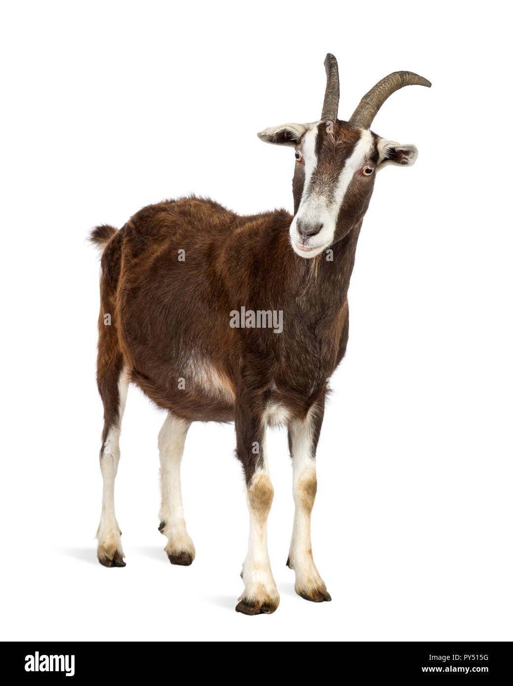 Toggenburg capra contro uno sfondo bianco Foto Stock