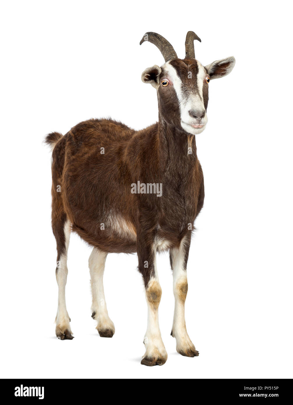 Toggenburg capra guardando lontano contro lo sfondo bianco Foto Stock