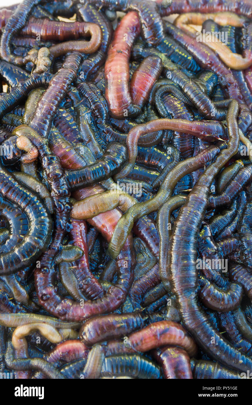 Pila di dibattere sandworms/bloodworms utilizzato per esche da pesca closeup Foto Stock