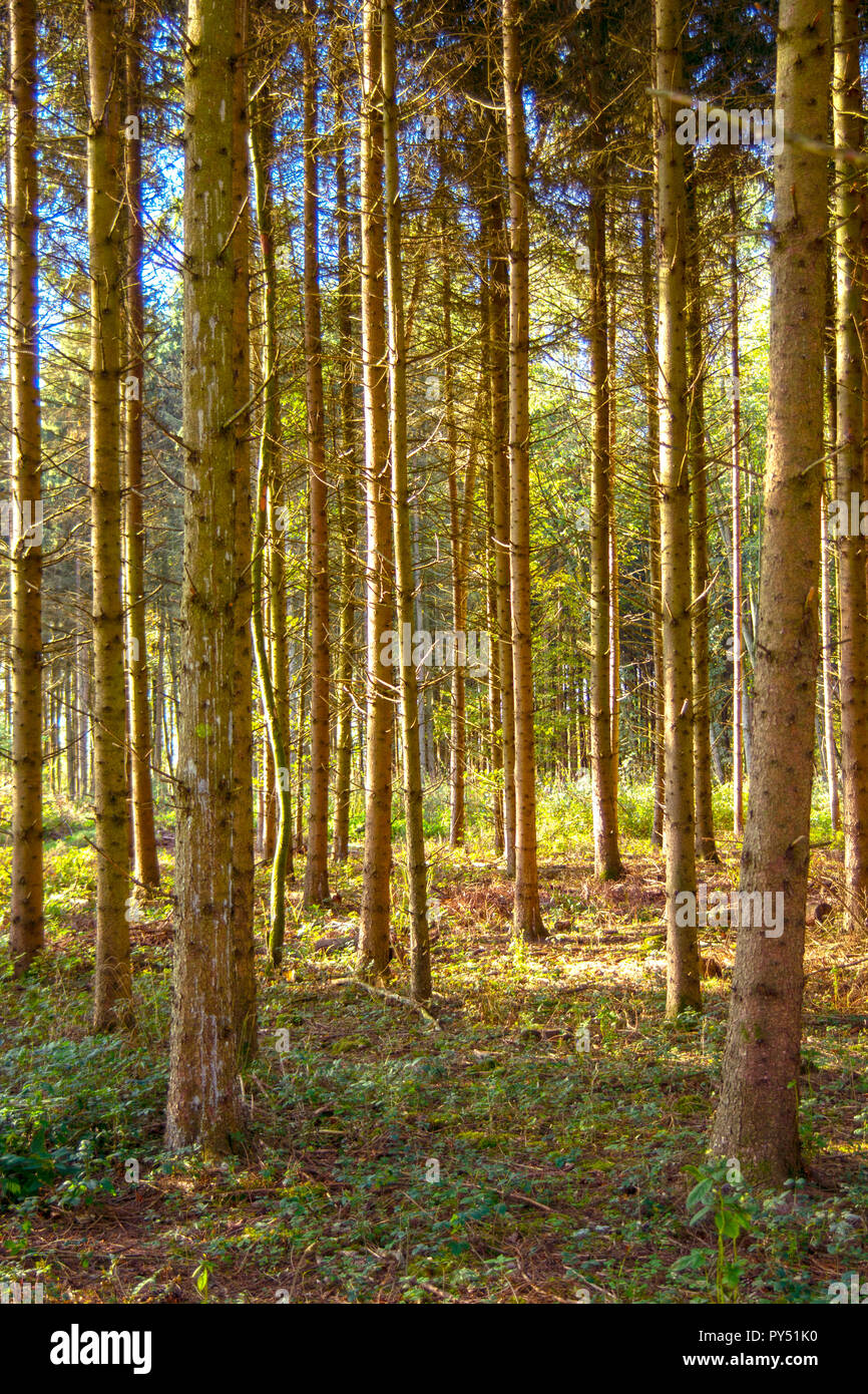 Concetto natura : passeggiate attraverso boschi Foto Stock