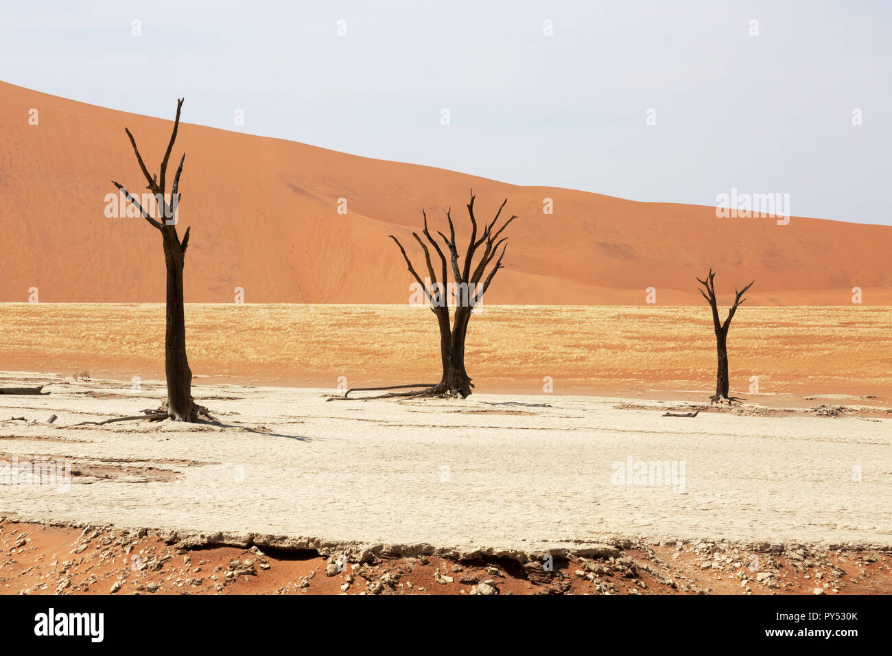 Deadvlei Namibia - gli alberi morti per 8000 anni nelle dune del deserto del Namib, Namib Naukluft National Park, Namibia Foto Stock