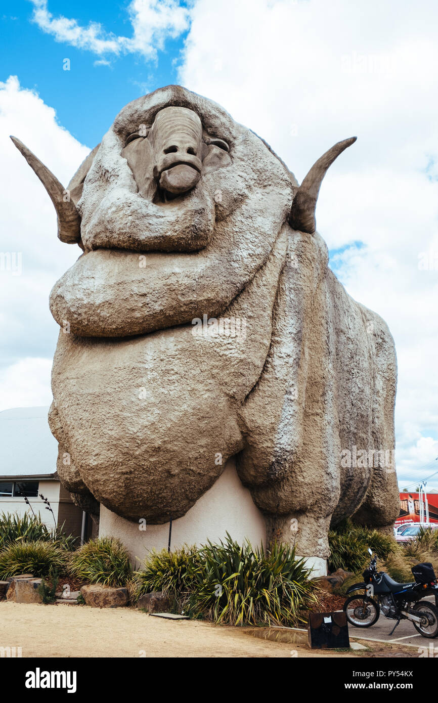 Il grande Merino in Goulbourn, Nuovo Galles del Sud, Australia Foto Stock