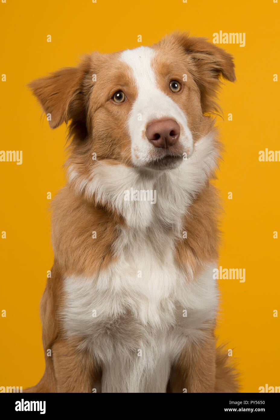 Ritratto di un rosso Border Collie cane su sfondo giallo con la bocca chiusa percorrendo via Foto Stock