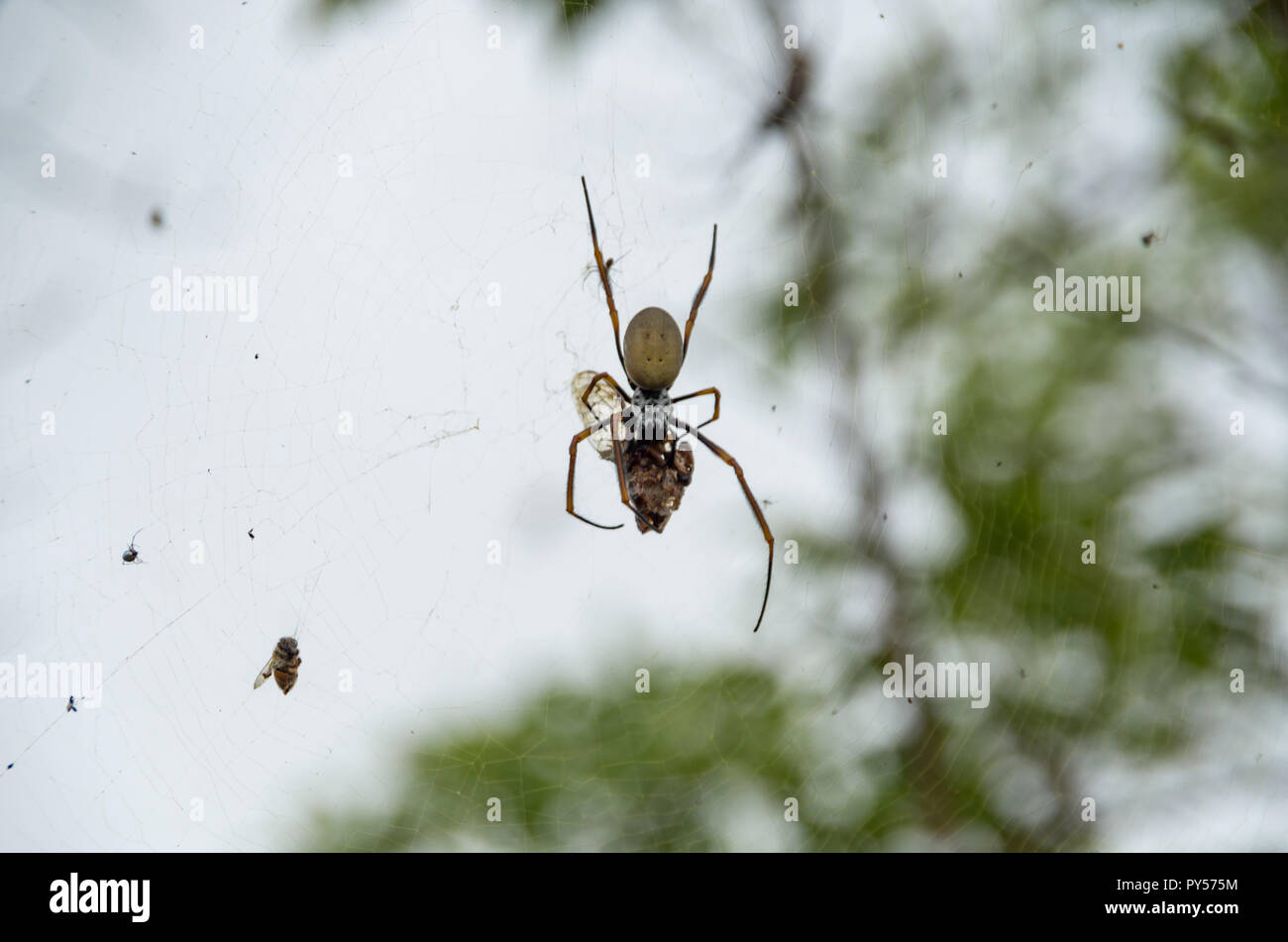 Golden Orb weaver divorando una cicala catturati nel suo web su un nuvoloso giorno. Shot presi su Mt Tibrogargan nel sud-est del Queensland. Foto Stock