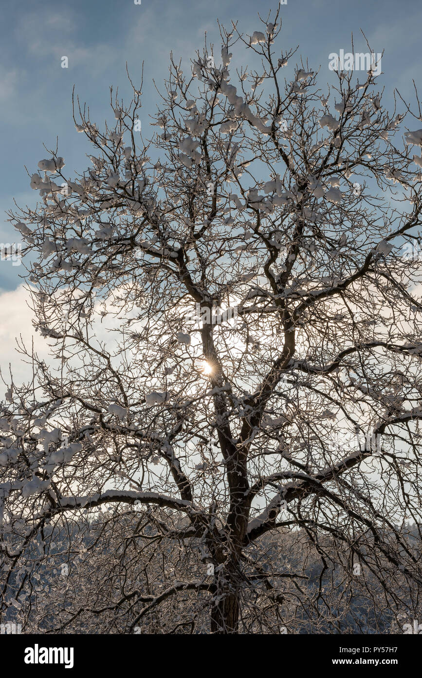 I rami di alberi coperti di neve e di gelo contro il sole Foto Stock