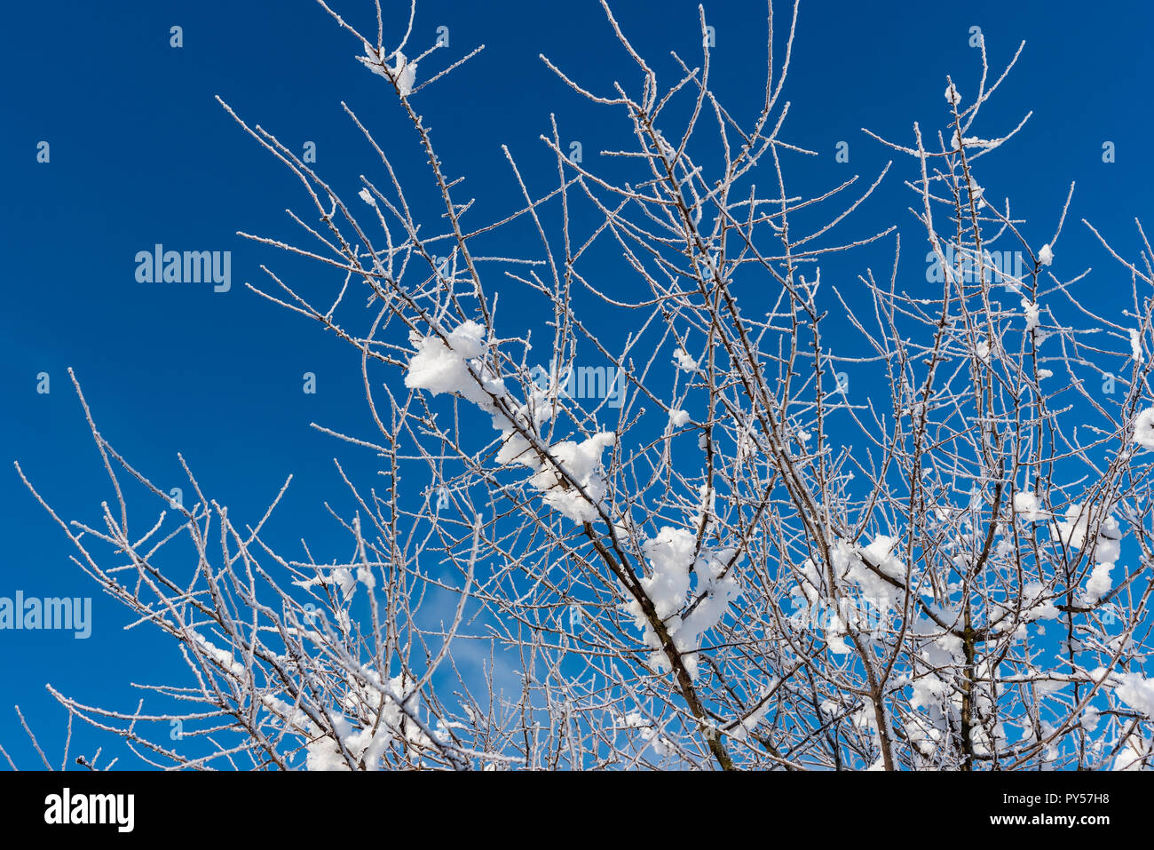 Close-up di ramoscelli di albero coperto di neve e di gelo in inverno Foto Stock