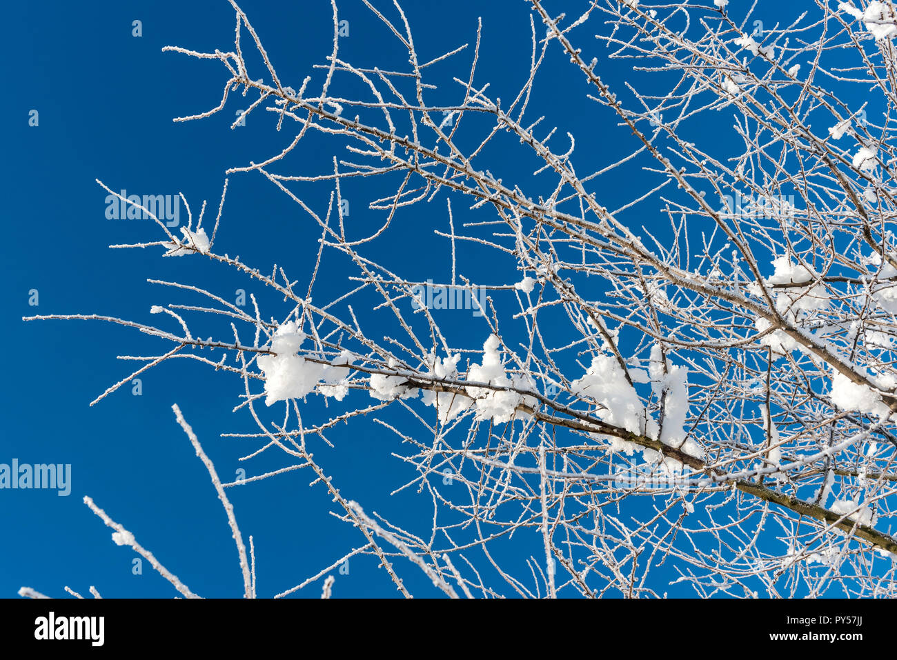 Close-up di ramoscelli di albero coperto di neve e di gelo in inverno Foto Stock