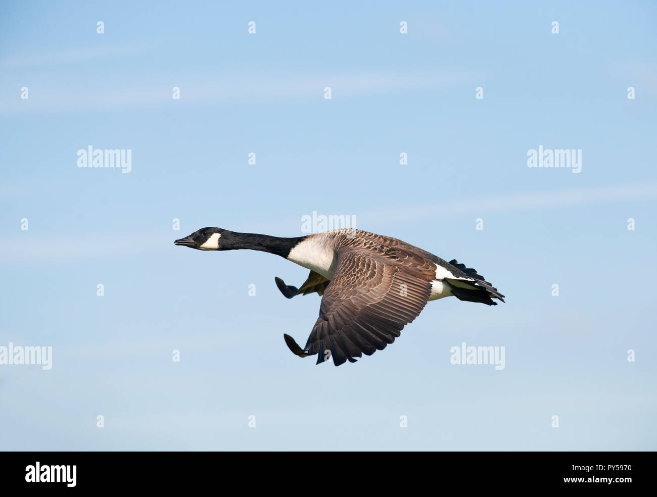 Canada Goose, Branta canadensis, volando sul Brent serbatoio, Brent, London, Regno Unito Foto Stock